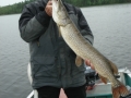 Bob 40 Inch  Northern June 2012-e