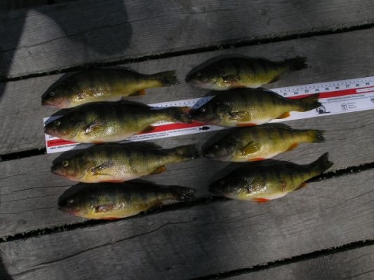 normal_Golf and Perch36-e