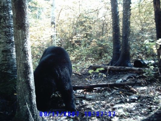 normal_Trail cam-11
