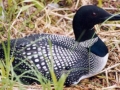 Loon nesting